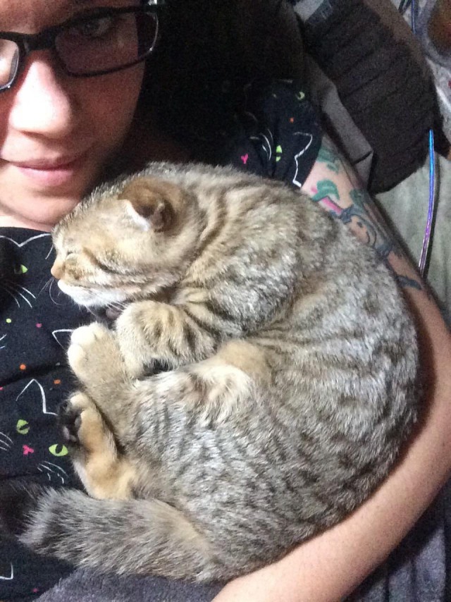 Прикольных котов пост