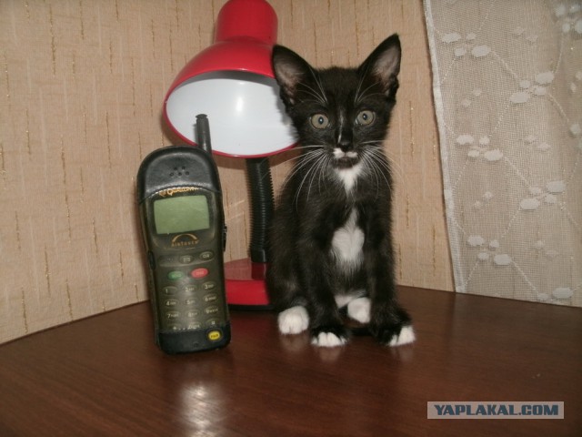 Котовторник 13.03.2018