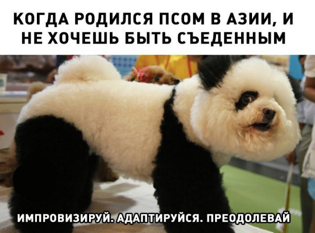 Нестандартный юмор