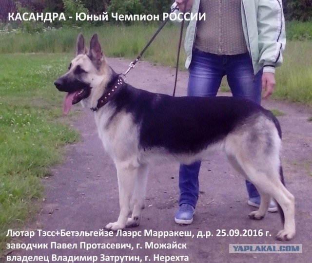 Щенки ВЕО (РКФ)