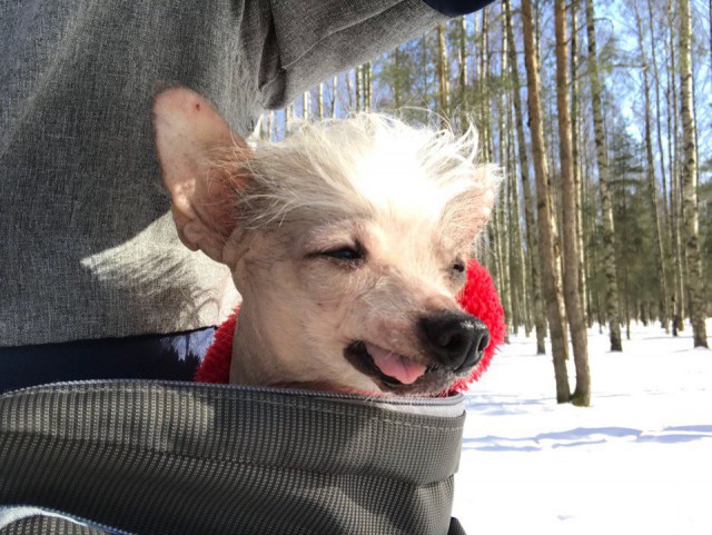 Живность из сети