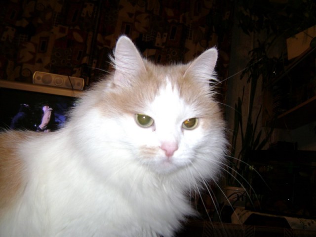 Котовторник на ЯПлакалъ (20.05.08), прикольные коты, добавляем свои!