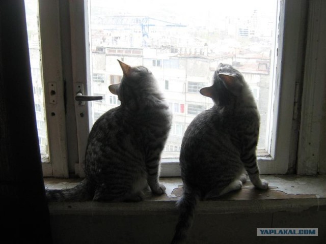 УРРААА ! Котовторник на ЯПлакалъ !