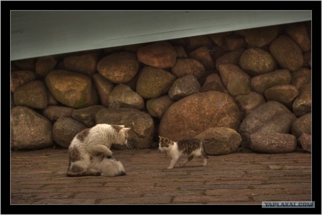 Котятовторник