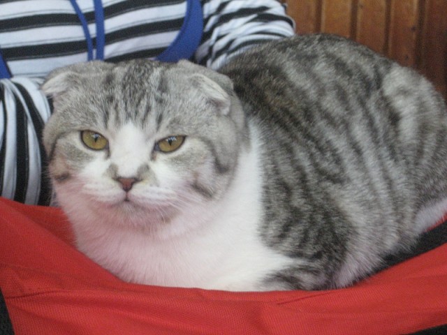 Котовторник 1.02.2011