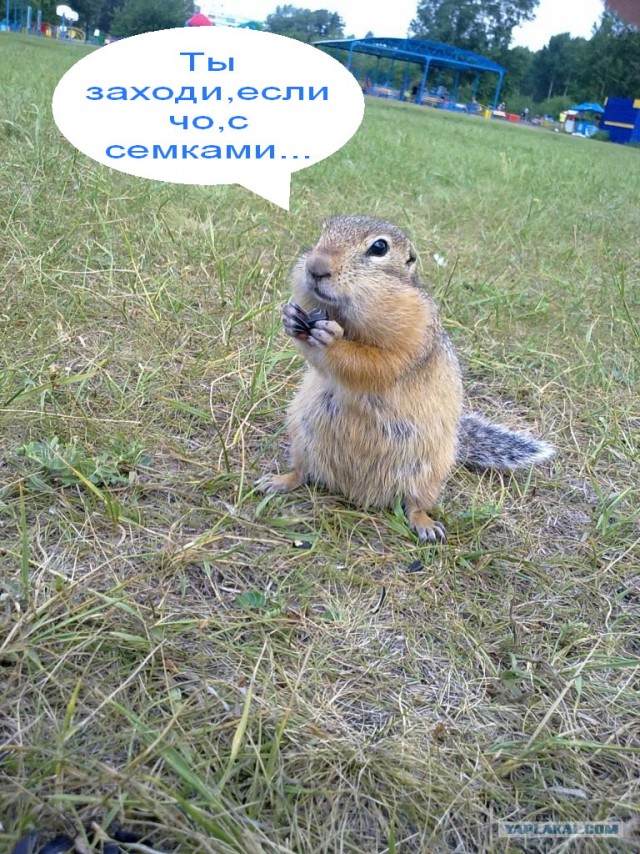 Ненасытная скотина v 2.0