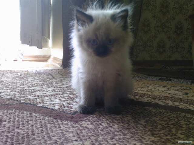 Котовторник 06.12.2011