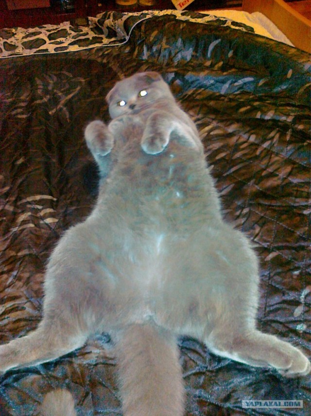 Котовторник 20.12.2011