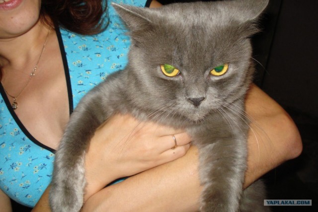 Котовторник 17 января
