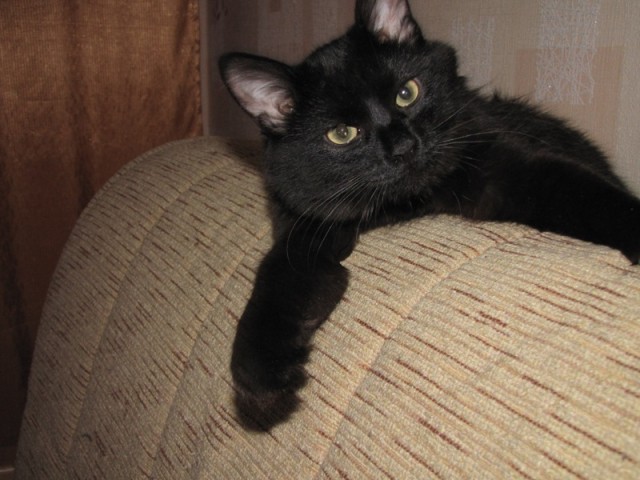 Котовторник (28.02.2012)