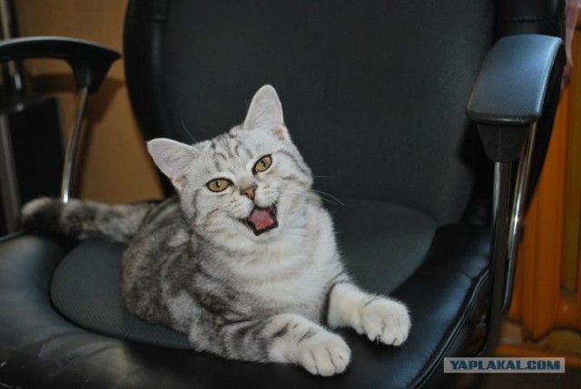 Котовторник 24.04.2012