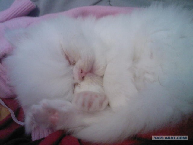 Котовторник (15.05.2012)