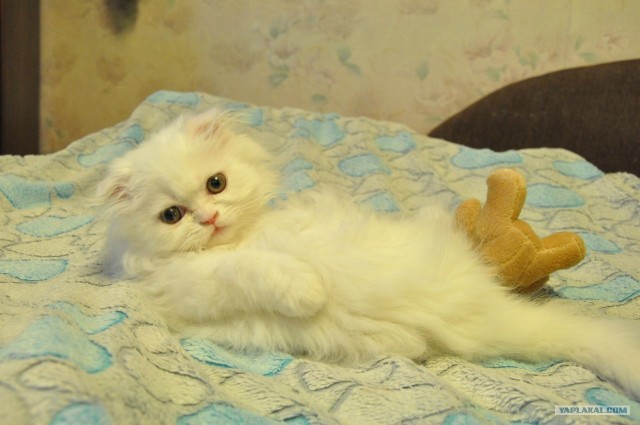 Котовторник  19.06.2012