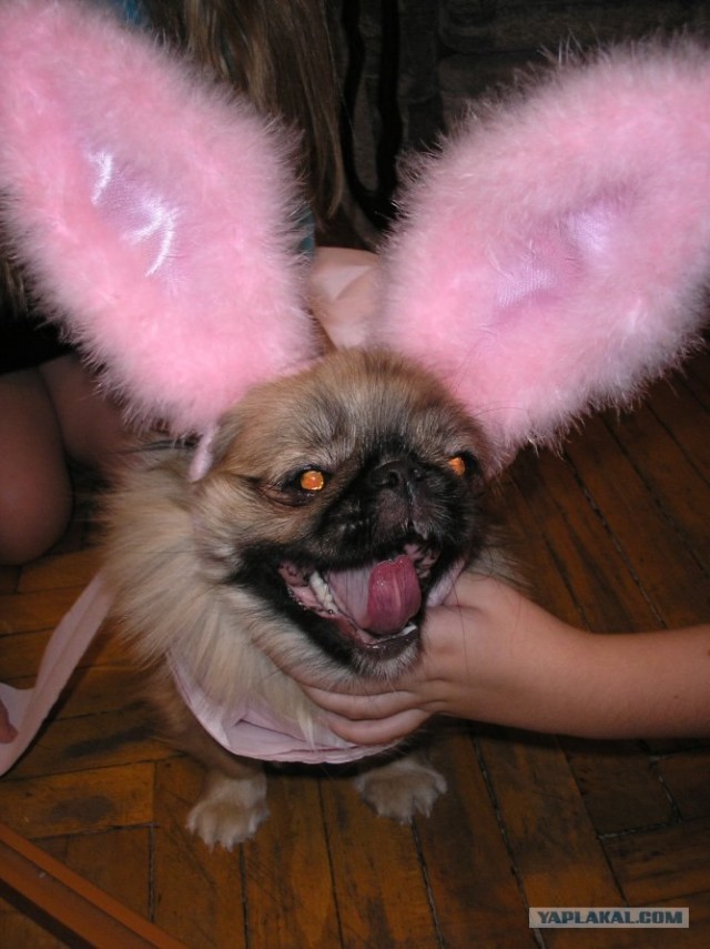 Что получится, если дать кролику вишню