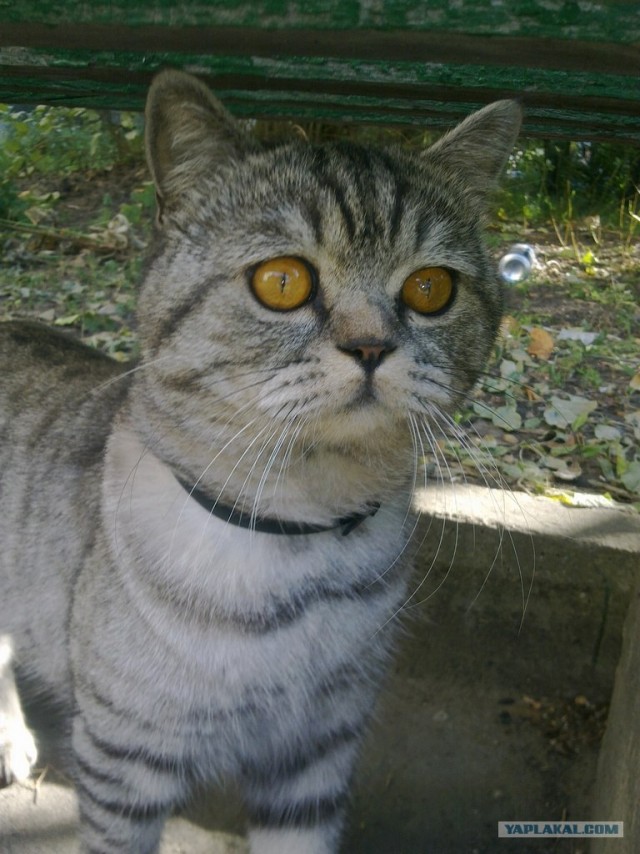 Котовторник  17.07.2012