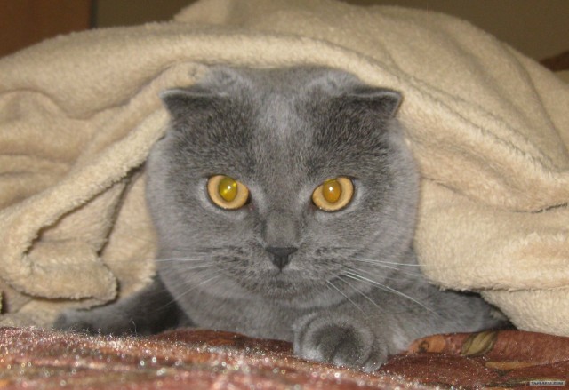 Котонянька и котовторник