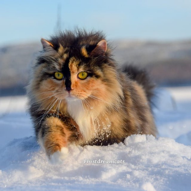 Прикольных котов пост
