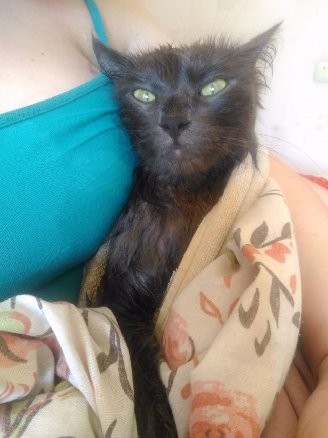 Забавные фото котеек
