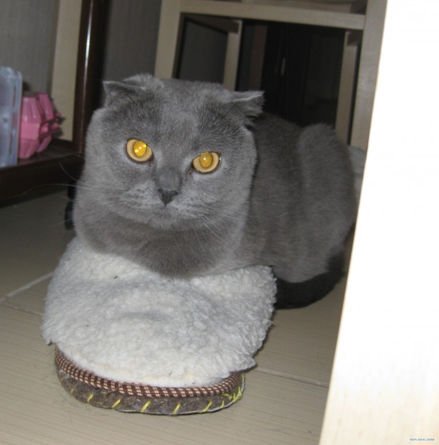 Котовторник 29.01.2013