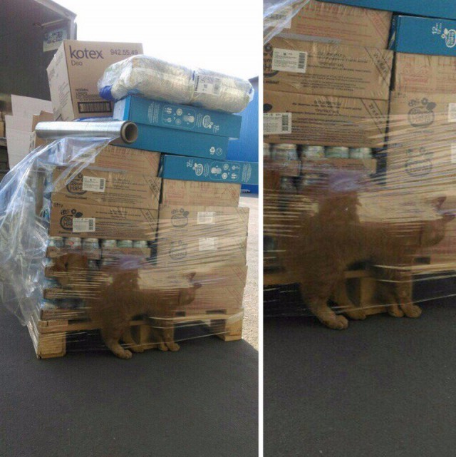 Забавные фото котеек
