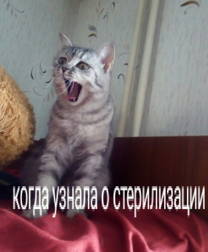 20 очень веселых фотографий котов с забавными комментариями их владельцев