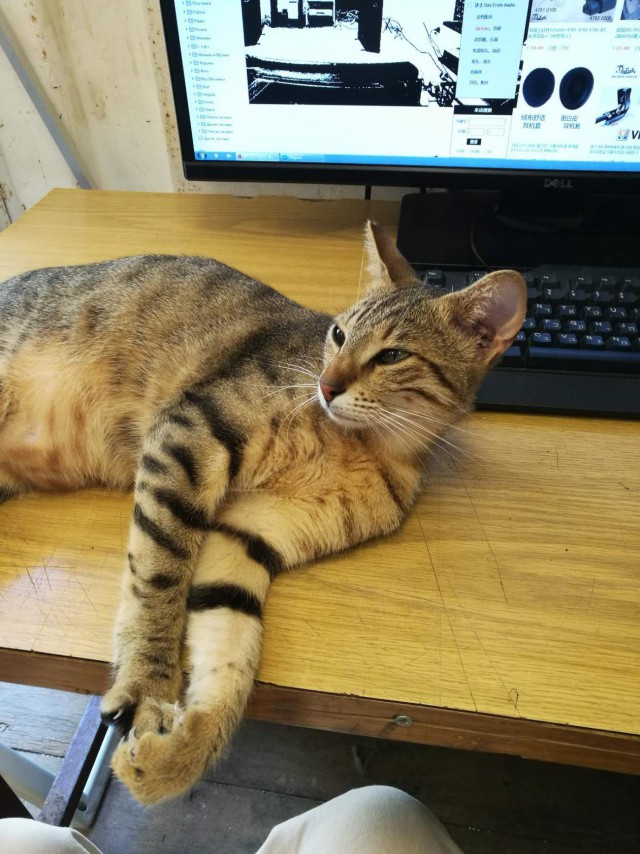 Котовторник однако