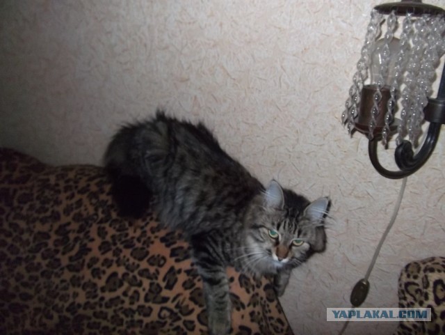 А какие у вас питомцы?