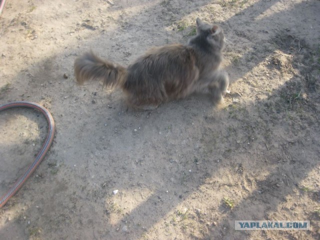 Жизнь домашнего приюта для котеек 287
