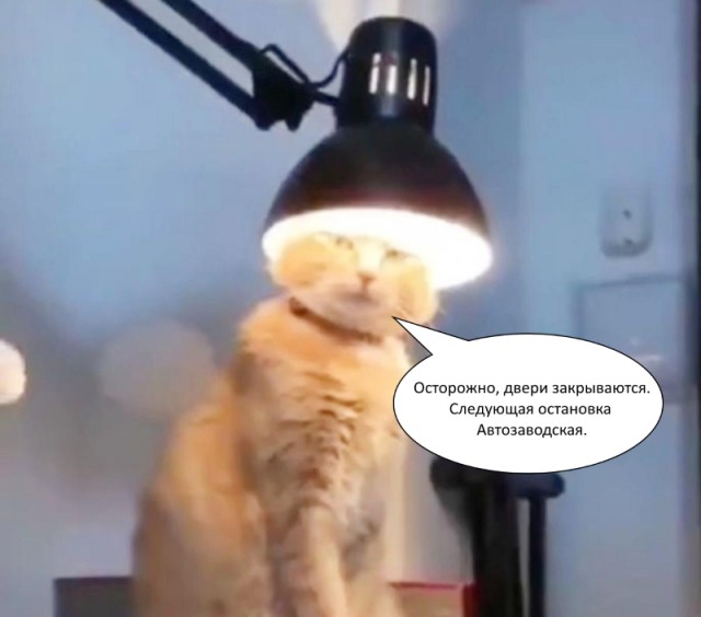 Кот