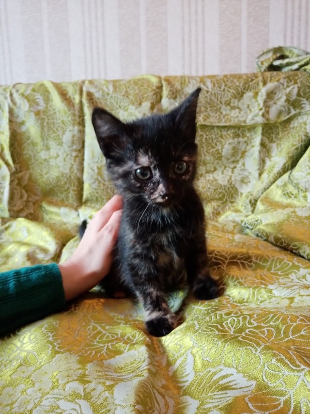Чуток картинок не про вирус  18.0.  Животные
