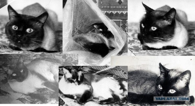 Подлость и преданность