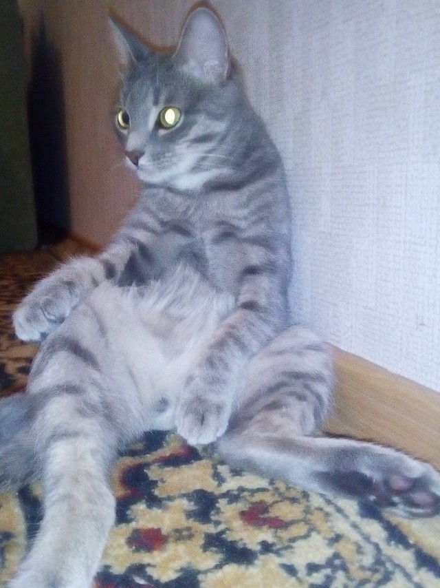 Котовторник!