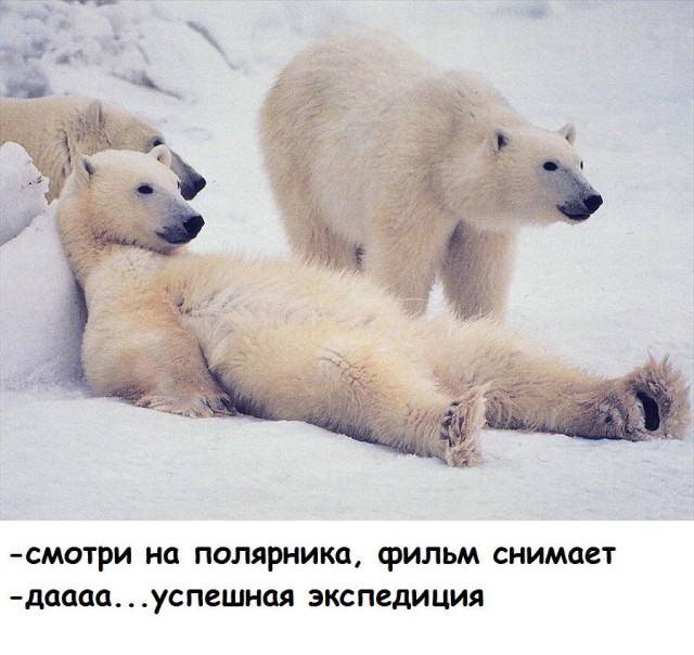 Эротический сон моржа