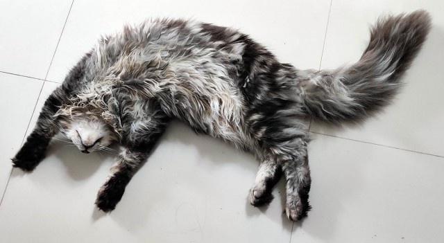 Котовторник 14.09.2021
