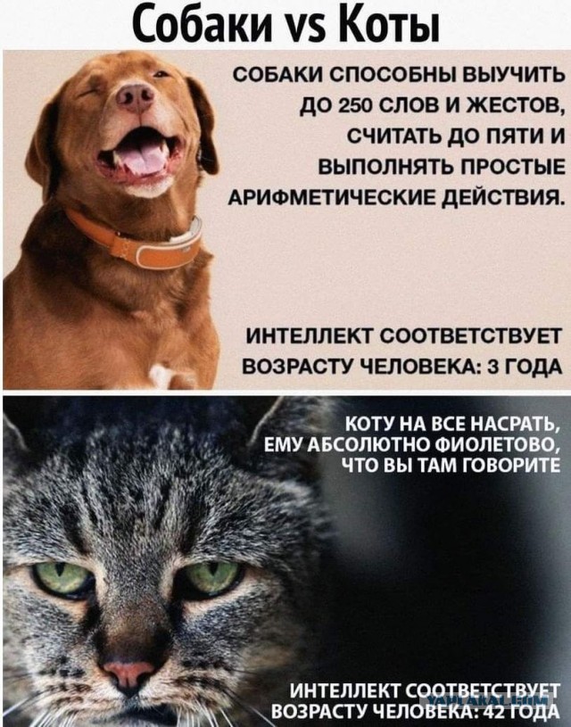 Собакен расстроился