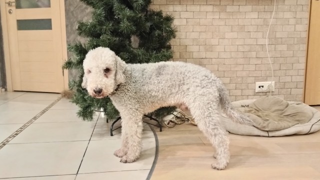 Много спят и мало гуляют: ТОП-5 ленивых собак, которые подойдут неактивным людям
