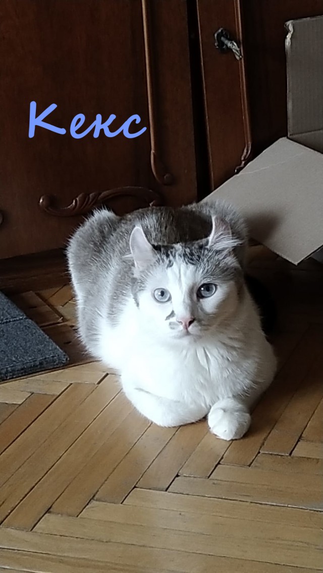 Жизнь домашнего приюта "Котоленд" 330