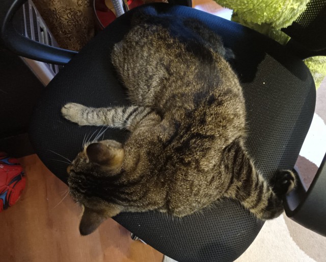 На котовторник