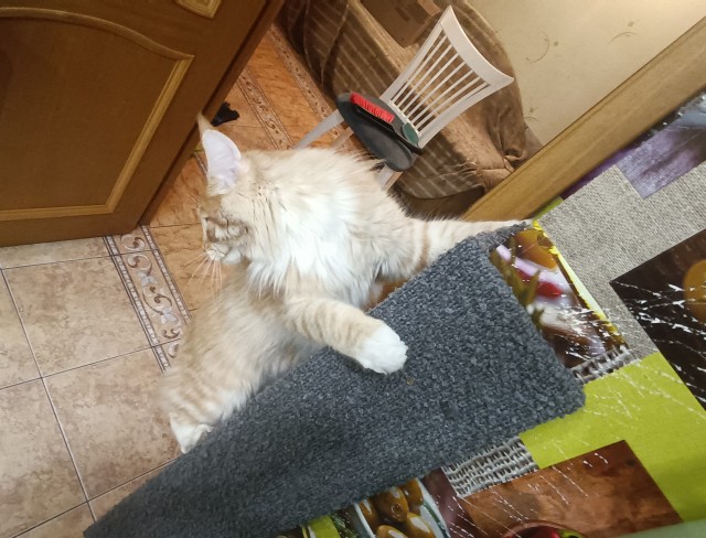 Кошка