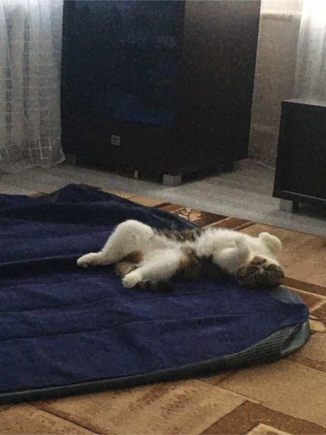Я принес тебе дохлую мышь...