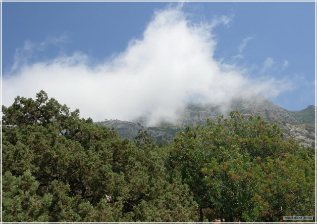 Крым. Мыс Ая. Деревья моря.