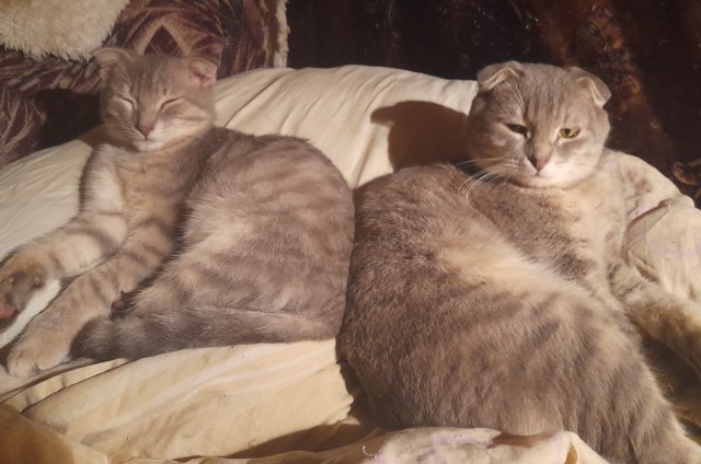 Котовторник 18.10.22
