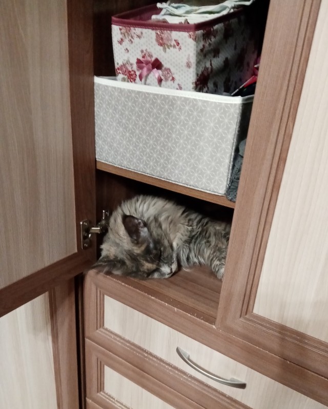 Ловушки для котов