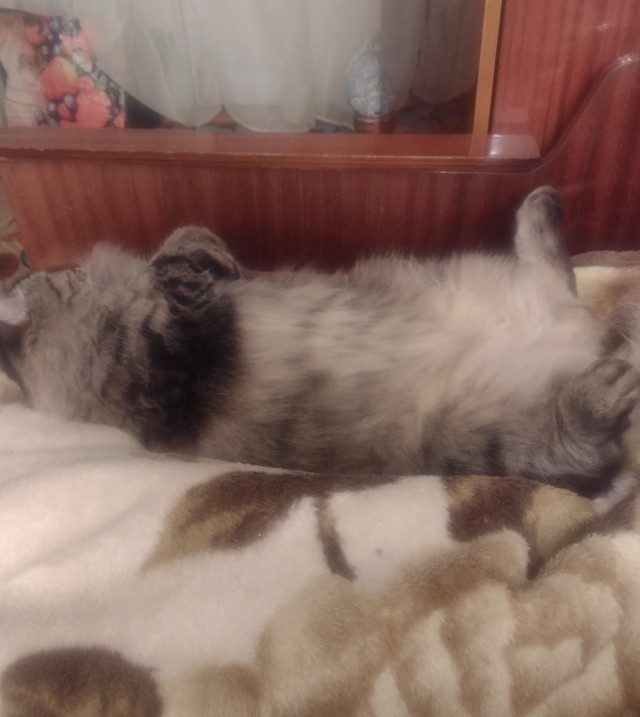Начинаем котофторник?