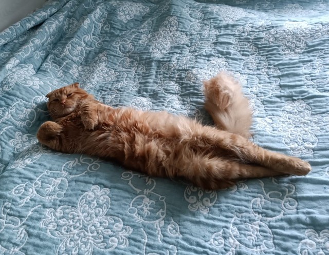 Котовторник Рыжих