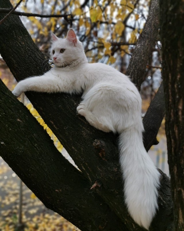 Котовторник уже пришёл?
