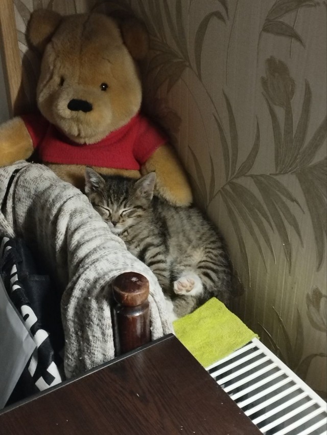 А в следующей жизни я хотел бы быть котом
