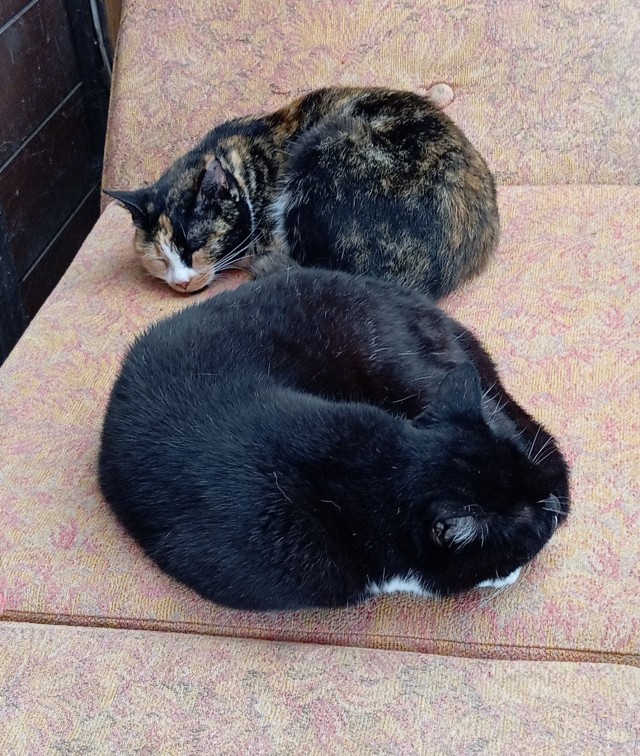 Котовторник же!