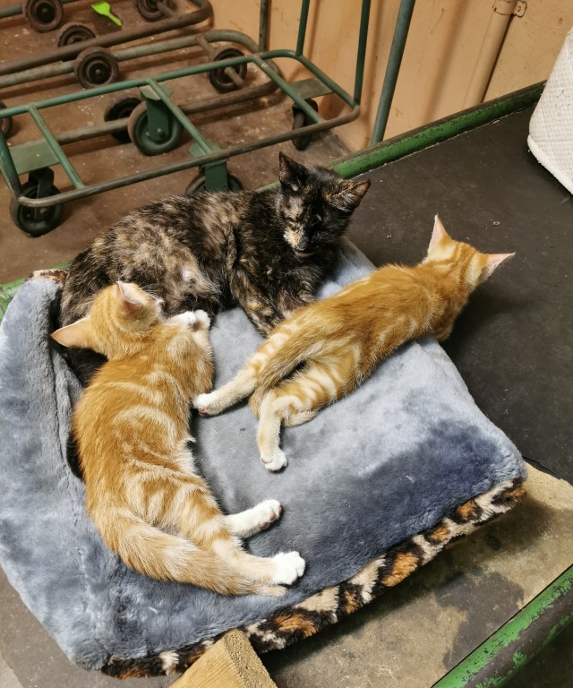 Коты, которые работают на заводах