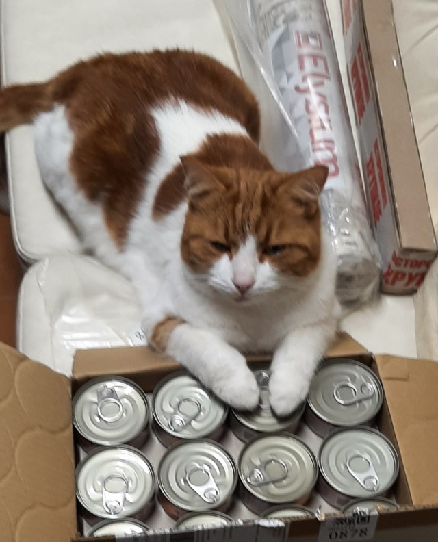 Кот нанес смертельную рану мужчине в Ленобласти